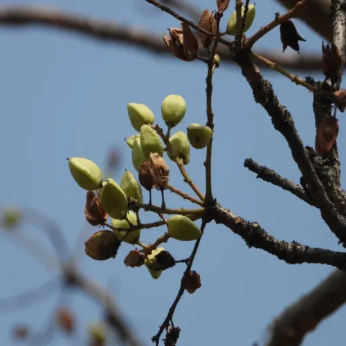 Boswellia Serrata Extract
